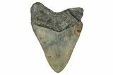 Fossil Megalodon Tooth - North Carolina #349329-2